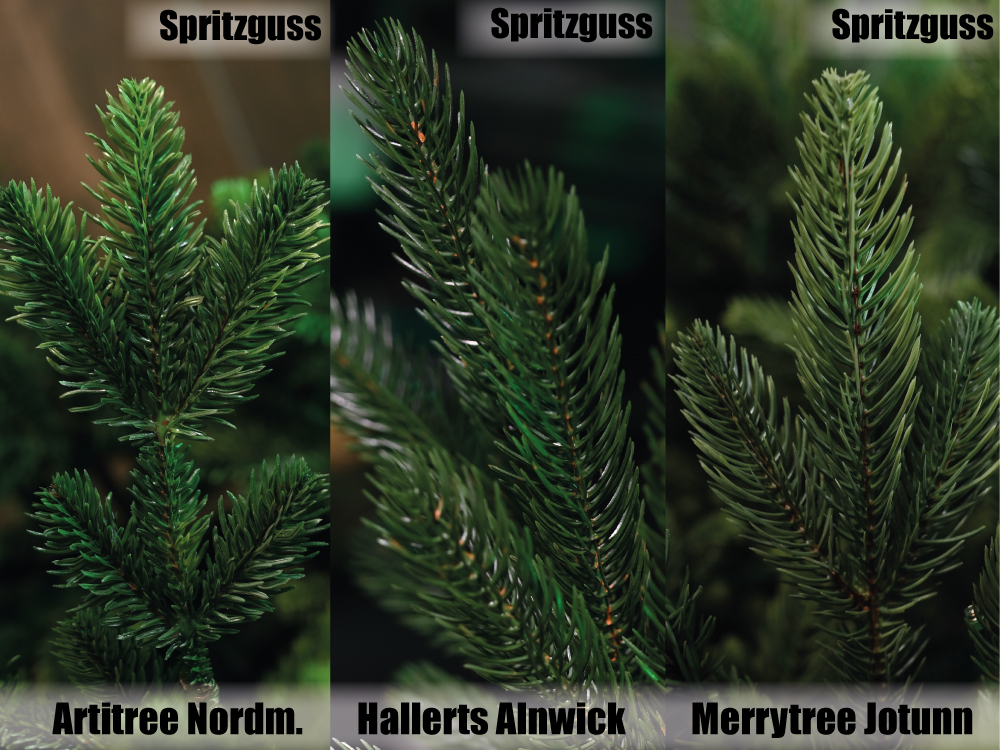 Nadelvergleich mit Hallerts Alnwick und Merrytree Jotunn