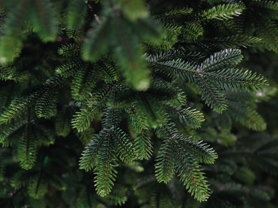 Artitree Äste von oben fotografiert