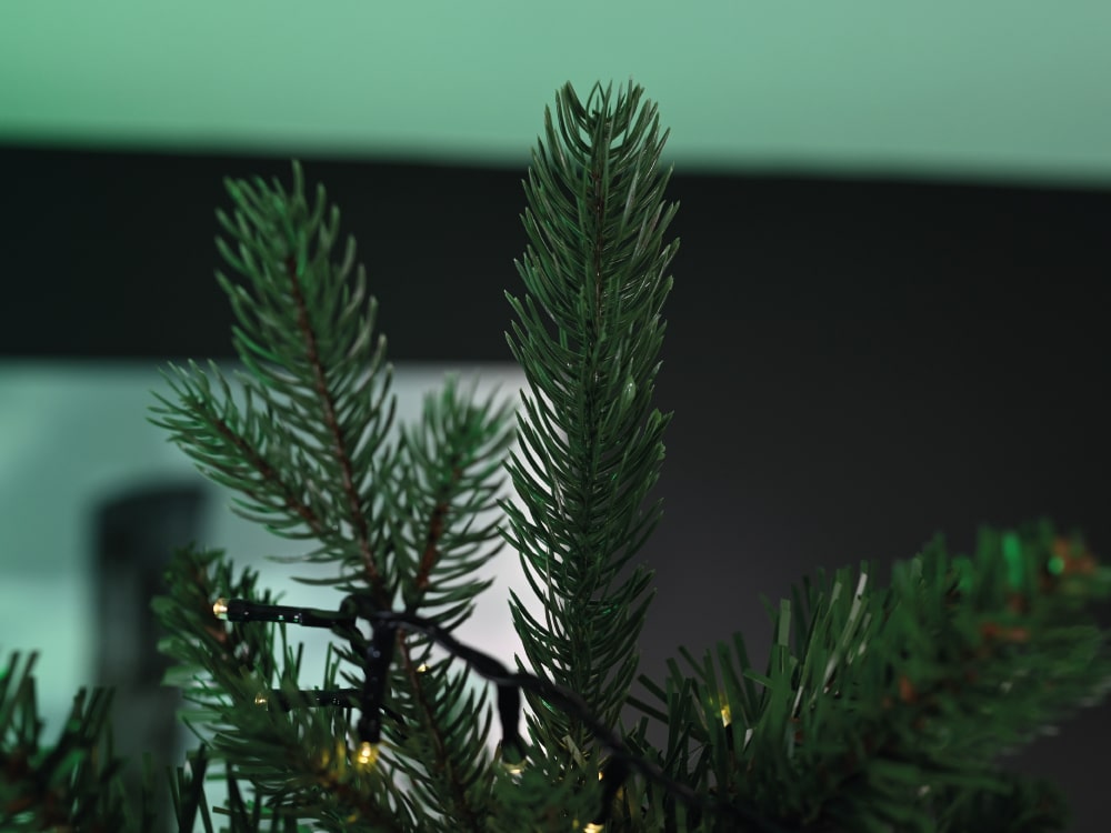 Baumspitze der Saellskap