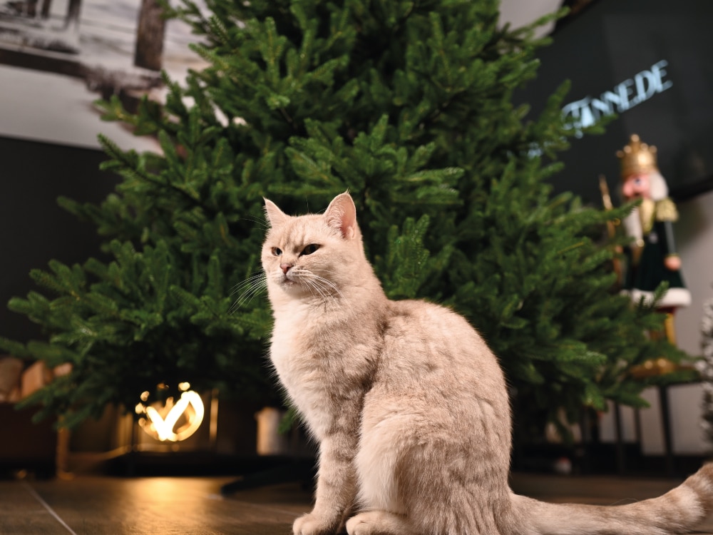 Eine Katze sitzt vor der Tanne