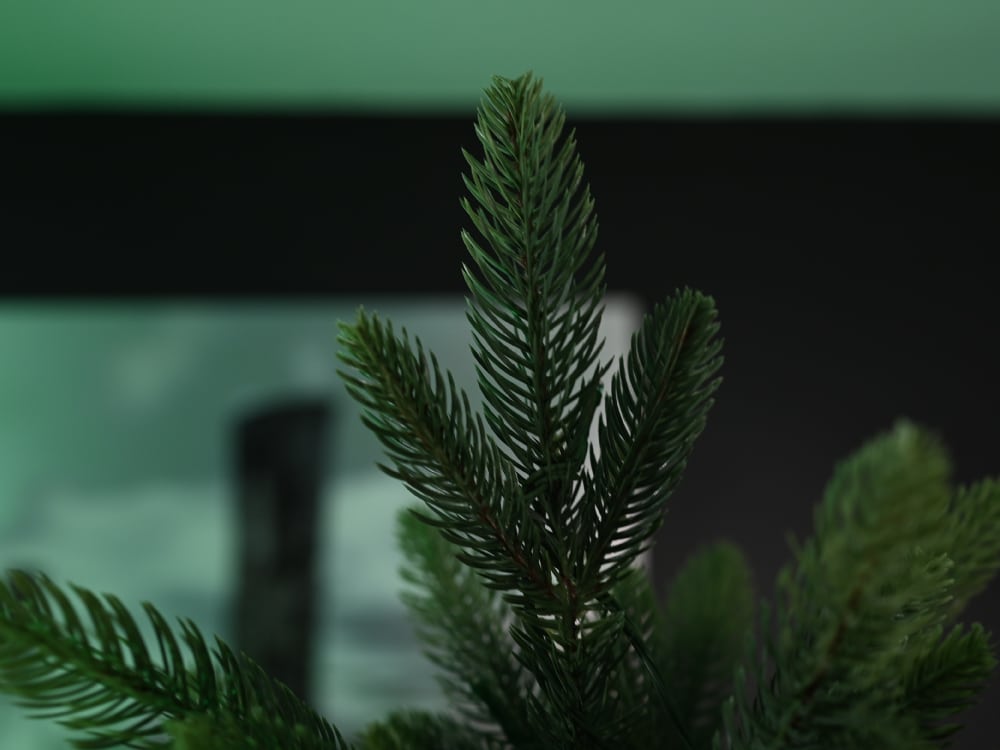 Baumspitze fotografiert